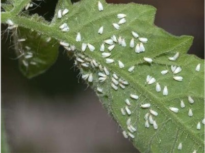 Mosca-branca: praga global que atinge centenas de espécies de plantas