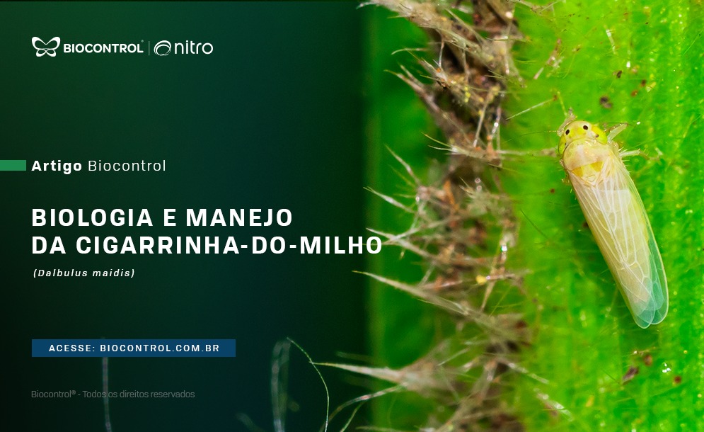 Biologia e manejo da cigarrinha-do-milho