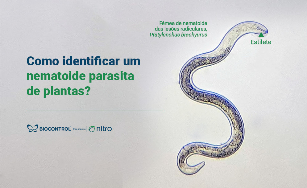 Identificação e amostragem de nematoides parasitos de plantas